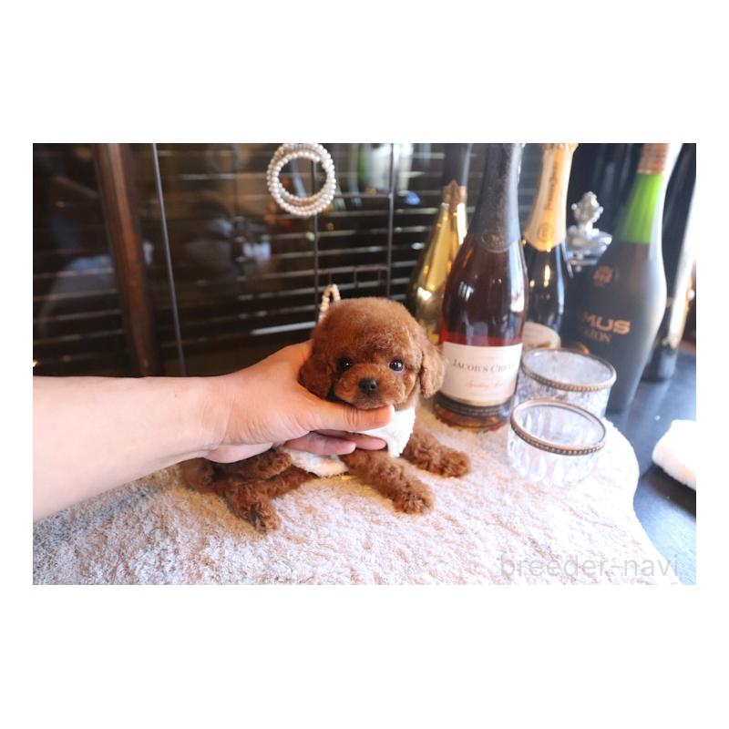 販売中の埼玉県のタイニープードル-443830の3枚目