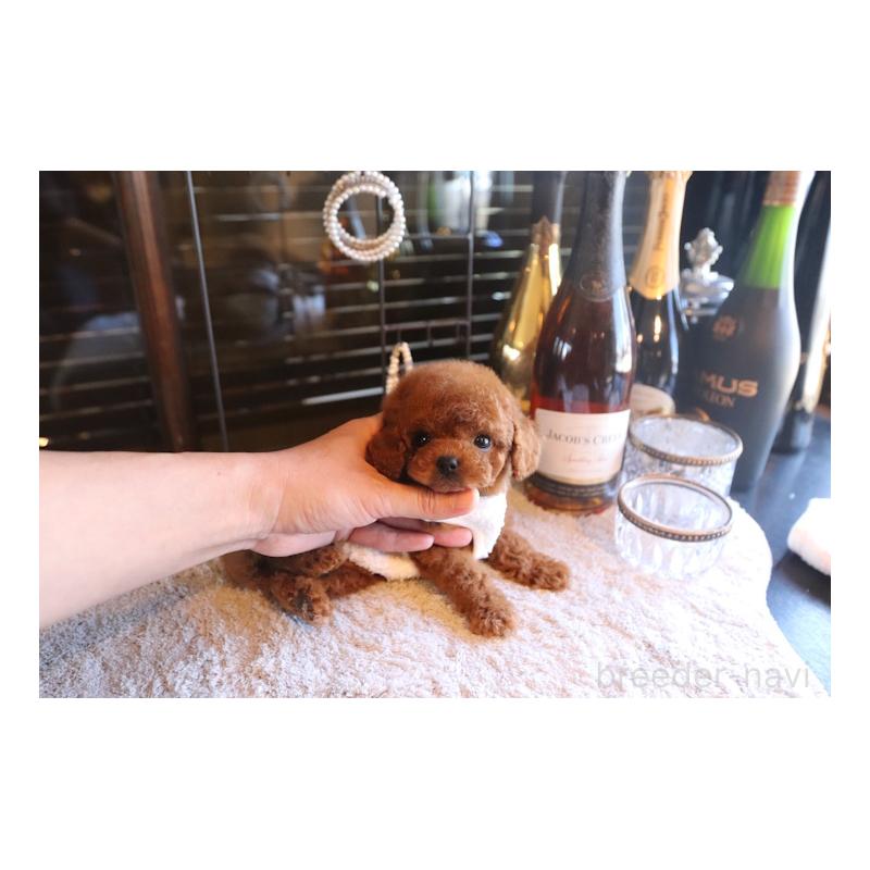 販売中の埼玉県のタイニープードル-443830の2枚目