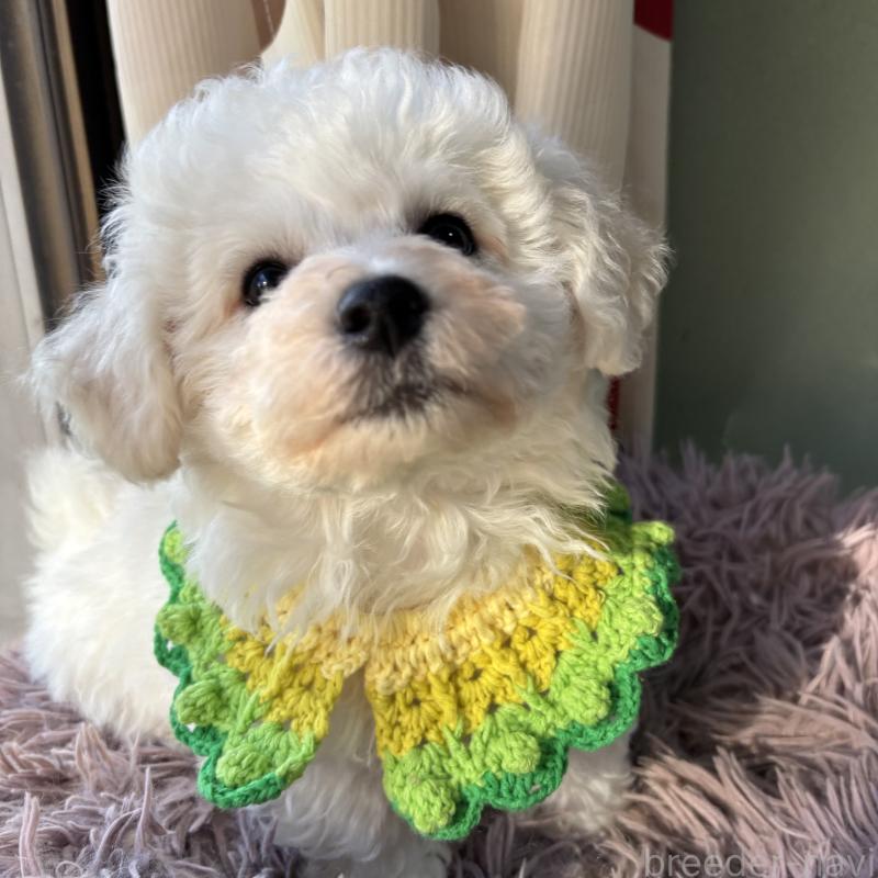 販売中の三重県のビションフリーゼ-440202の14枚目