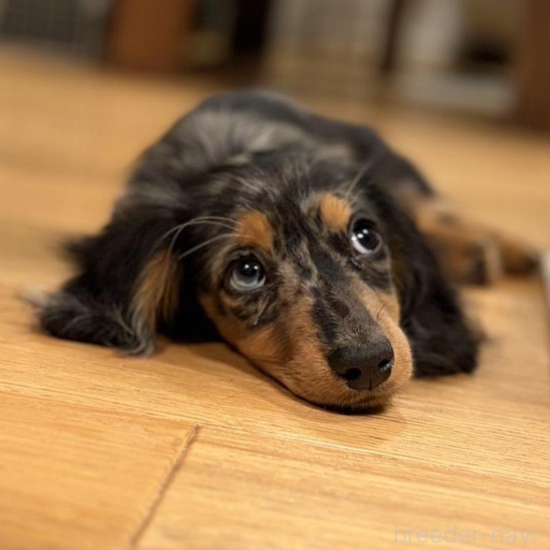 販売中の栃木県のミニチュアダックスフンド(ロングヘアード)-443839の1枚目