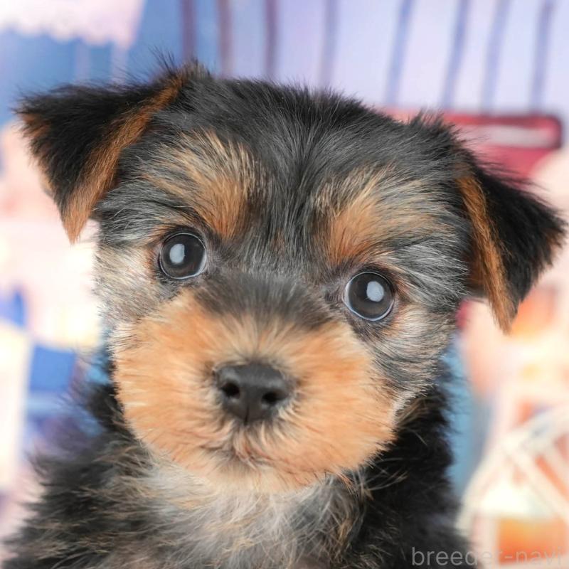 販売中の埼玉県のヨークシャーテリア-443833の1枚目