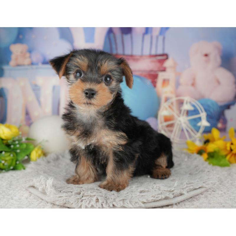 販売中の埼玉県のヨークシャーテリア-443833の11枚目