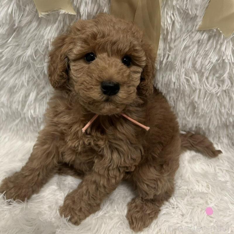 販売中の奈良県のトイプードル-443834の7枚目