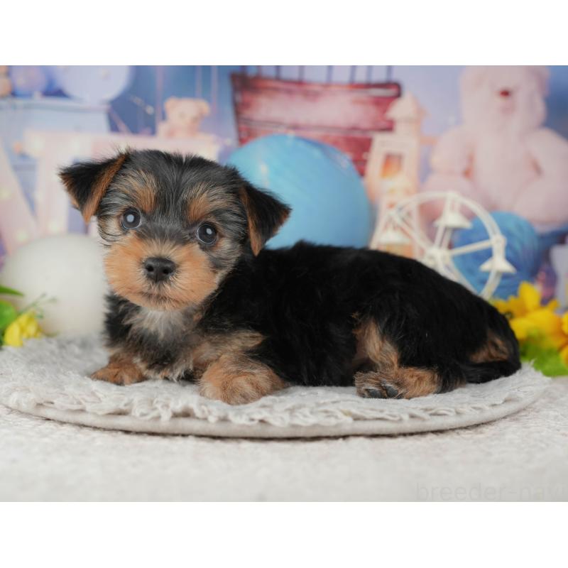 販売中の埼玉県のヨークシャーテリア-443833の9枚目