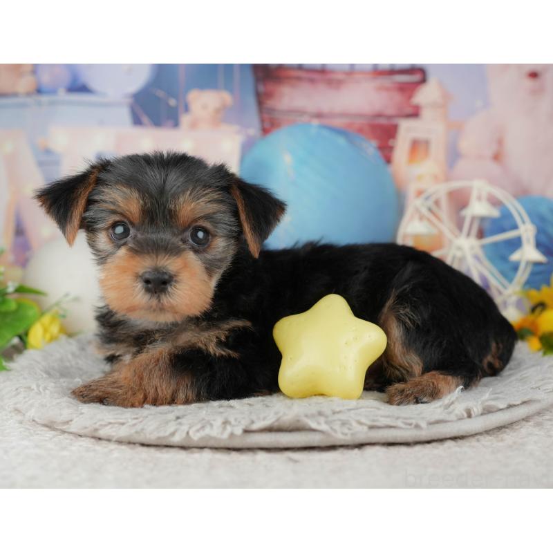 販売中の埼玉県のヨークシャーテリア-443833の8枚目