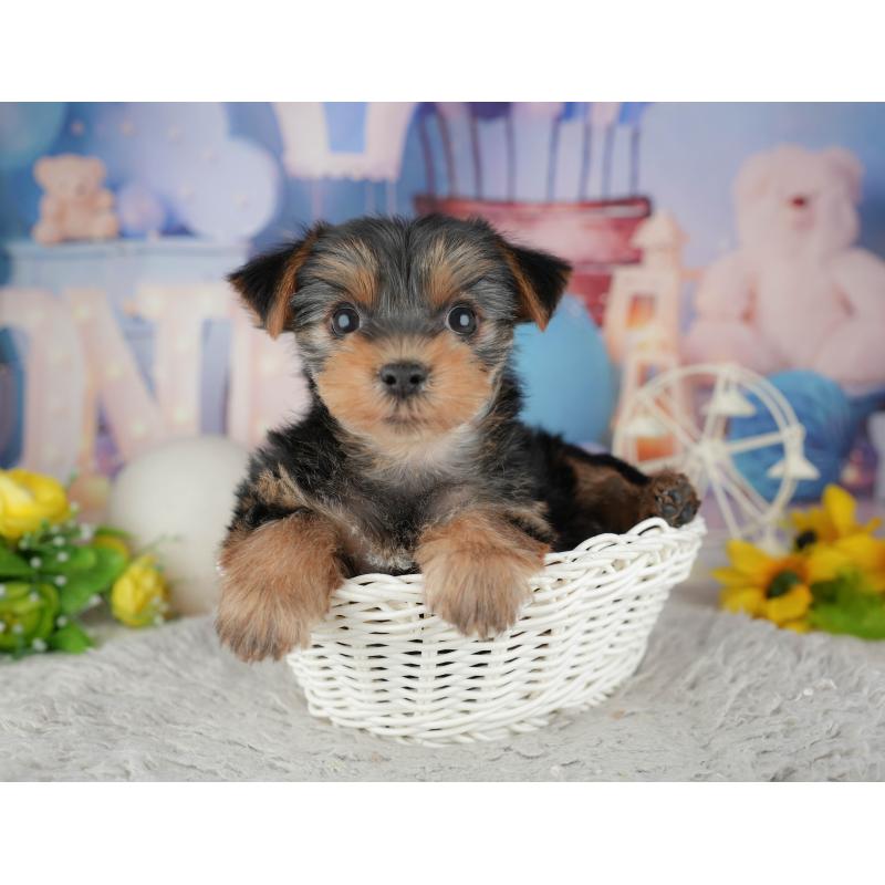 販売中の埼玉県のヨークシャーテリア-443833の7枚目