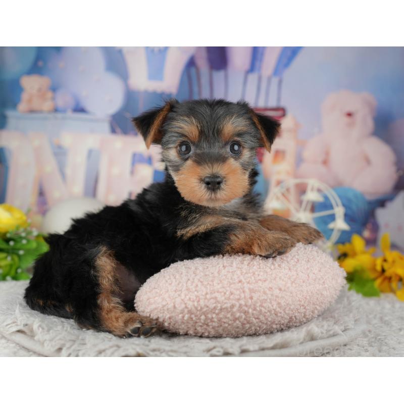 販売中の埼玉県のヨークシャーテリア-443833の6枚目