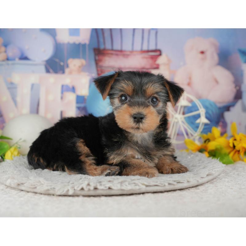 販売中の埼玉県のヨークシャーテリア-443833の4枚目