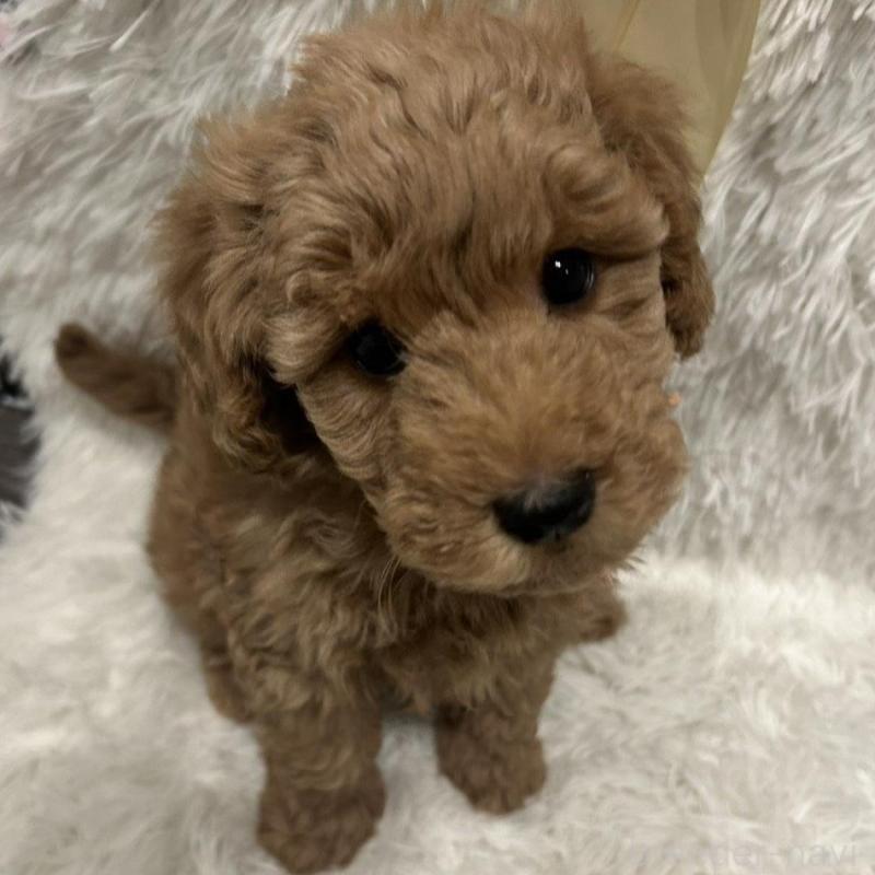 販売中の奈良県のトイプードル-443834の6枚目