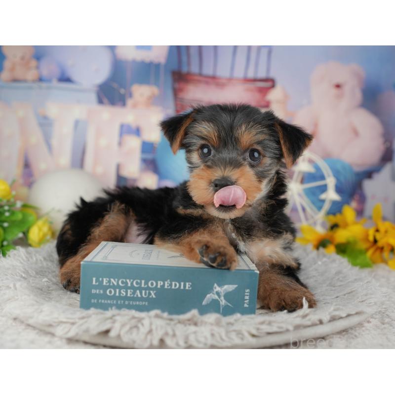 販売中の埼玉県のヨークシャーテリア-443833の3枚目