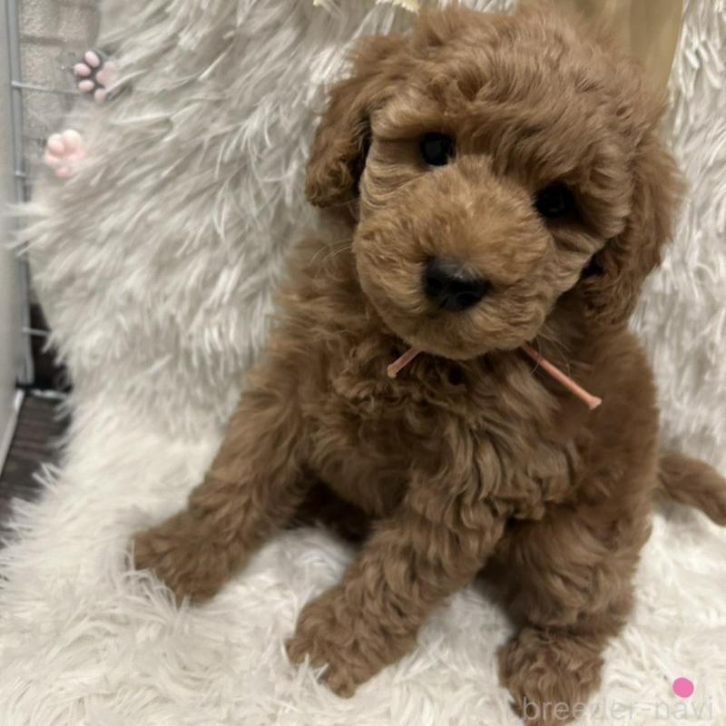 販売中の奈良県のトイプードル-443834の5枚目