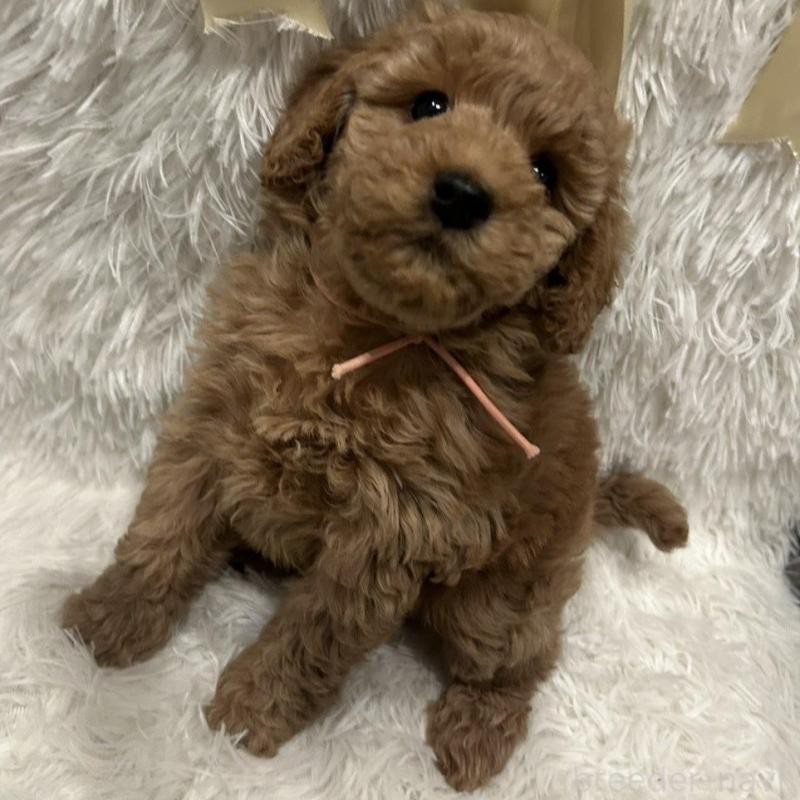 販売中の奈良県のトイプードル-443834の4枚目