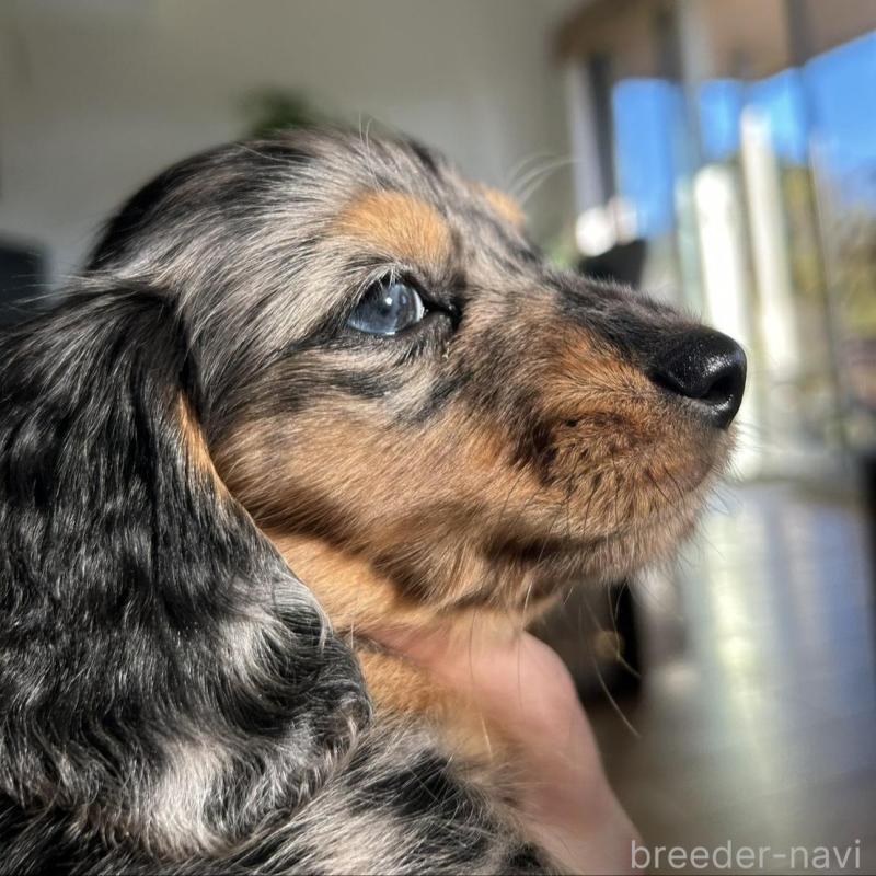 販売中の栃木県のミニチュアダックスフンド(ロングヘアード)-443839の7枚目