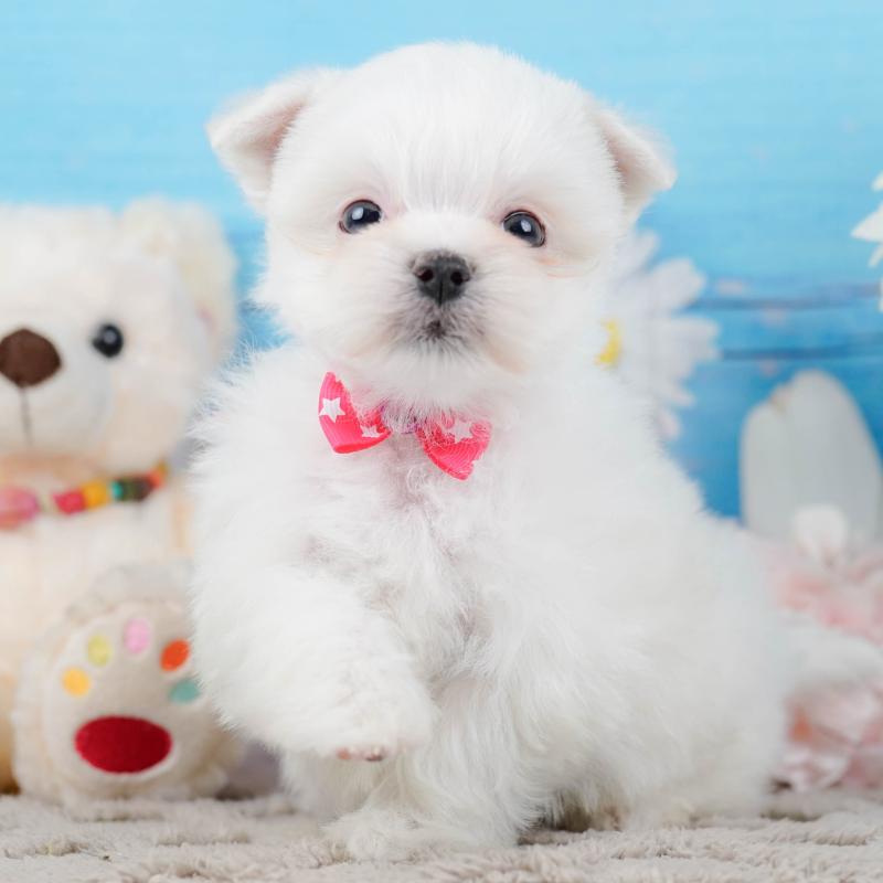 販売中ののマルチーズ-443836