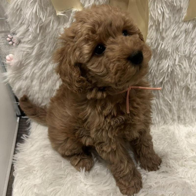 販売中の奈良県のトイプードル-443834の3枚目