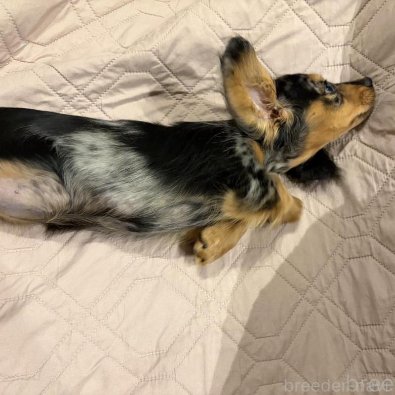 販売中の栃木県のミニチュアダックスフンド(ロングヘアード)-443839の6枚目