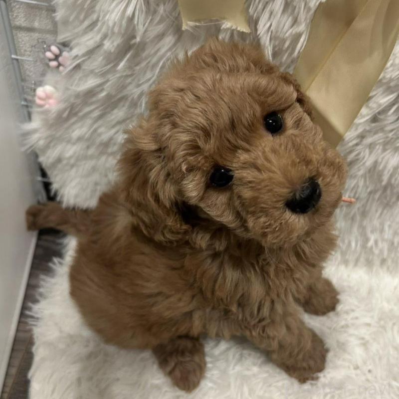 販売中の奈良県のトイプードル-443834の2枚目