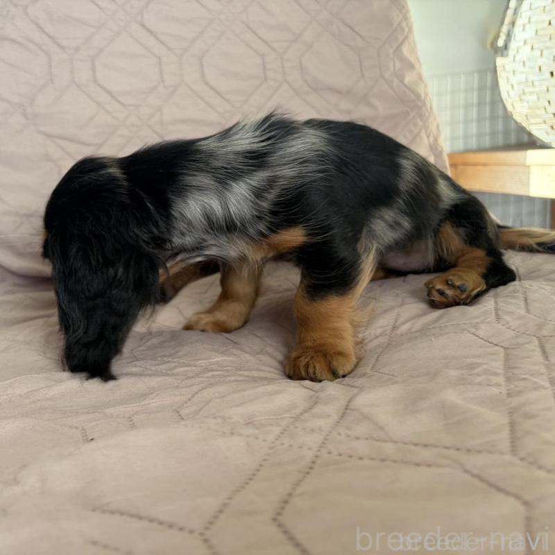 販売中の栃木県のミニチュアダックスフンド(ロングヘアード)-443839の5枚目