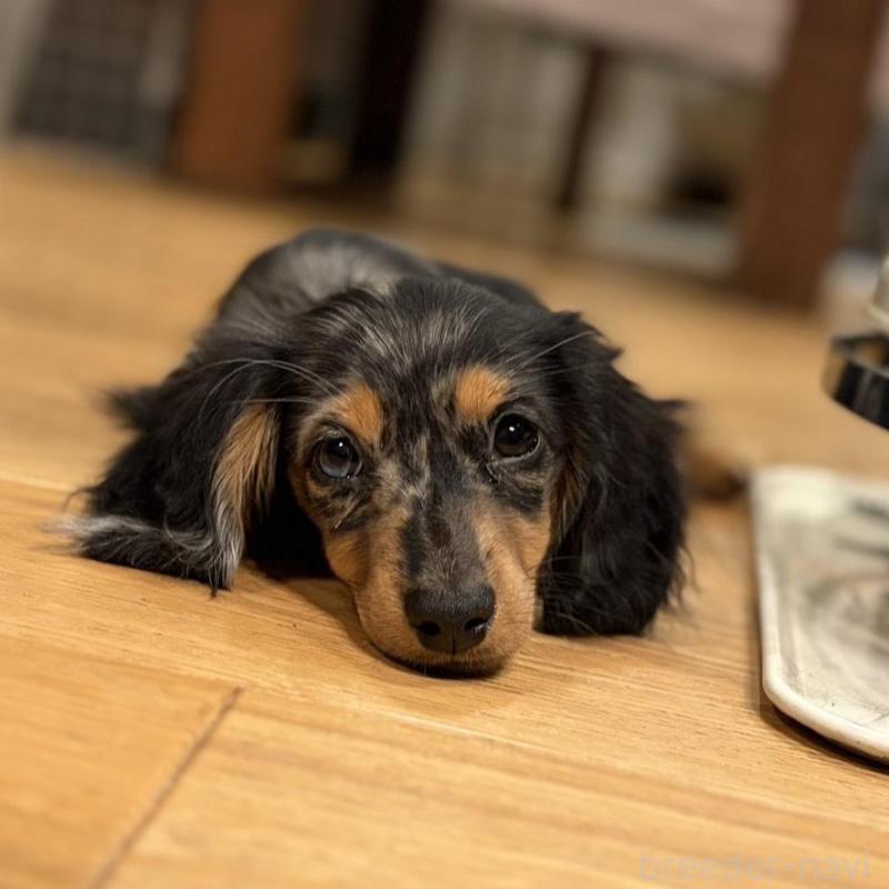 販売中の栃木県のミニチュアダックスフンド(ロングヘアード)-443839の2枚目