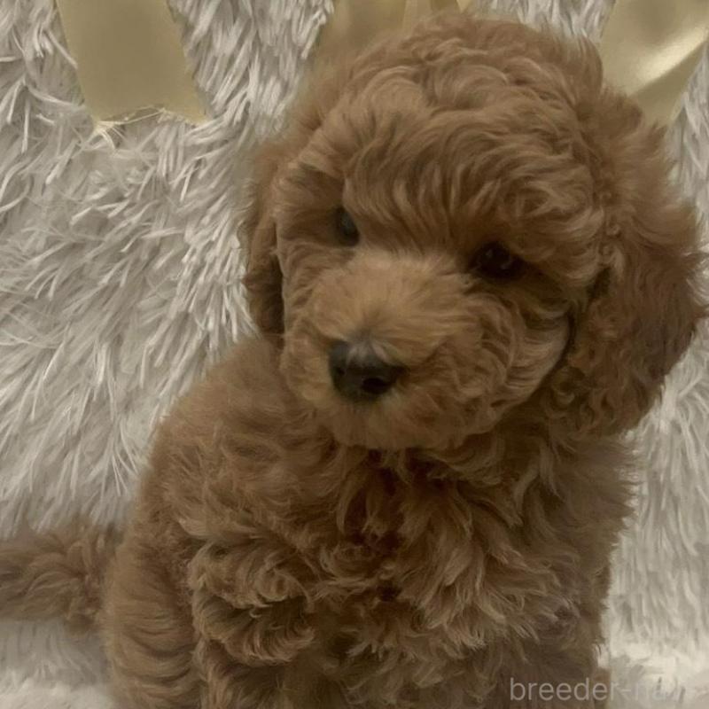 販売中の奈良県のトイプードル-443837の8枚目