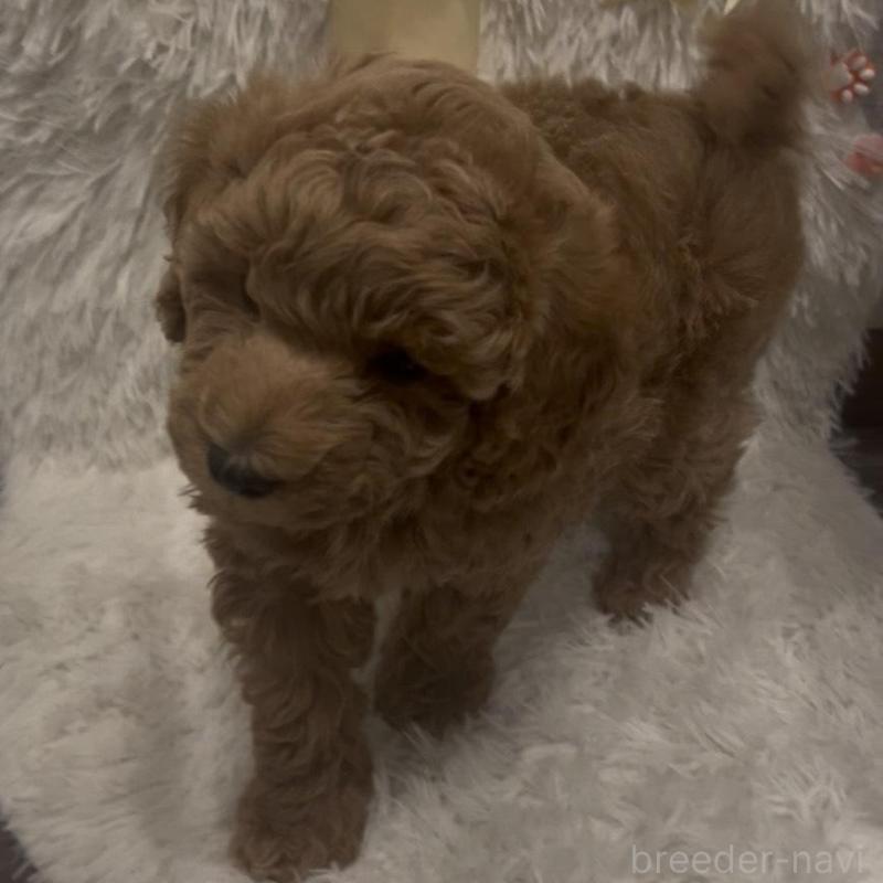 販売中の奈良県のトイプードル-443837の7枚目