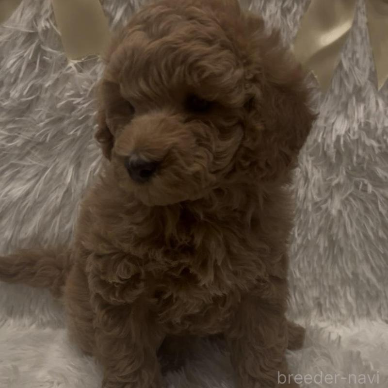販売中の奈良県のトイプードル-443837の6枚目