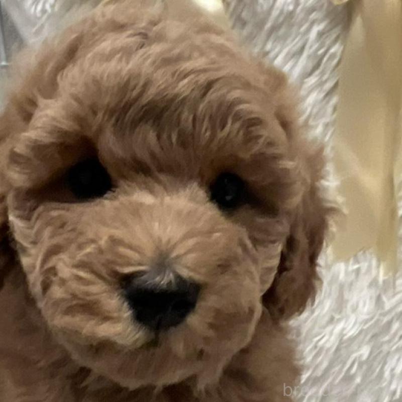 販売中の奈良県のトイプードル-443837の5枚目