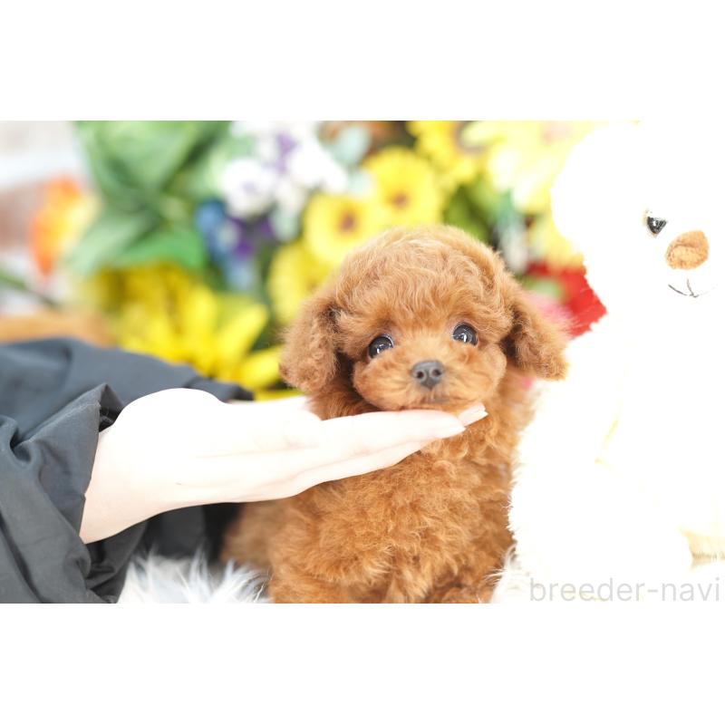 販売中の埼玉県のトイプードル-443838の4枚目