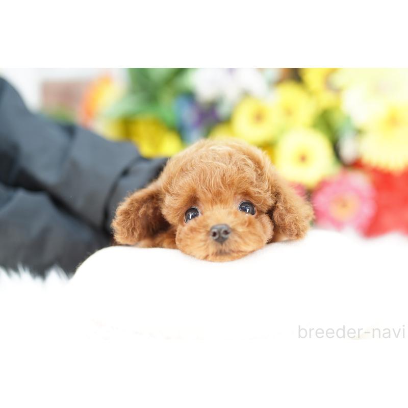 販売中の埼玉県のトイプードル-443838の3枚目