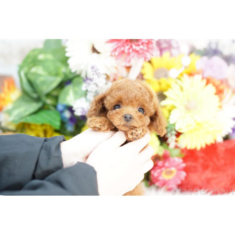 販売中の埼玉県のトイプードル-443838の2枚目