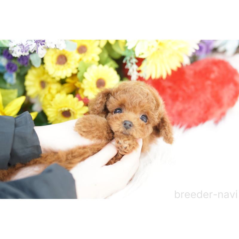 販売中の埼玉県のトイプードル-443838の1枚目