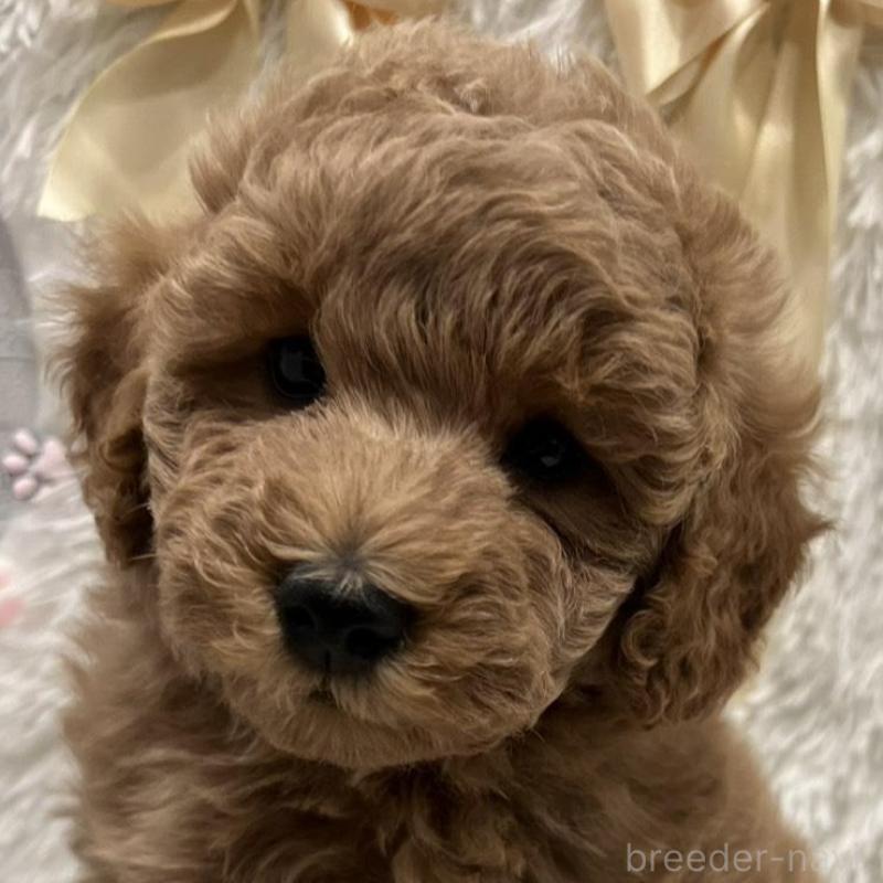 販売中の奈良県のトイプードル-443837