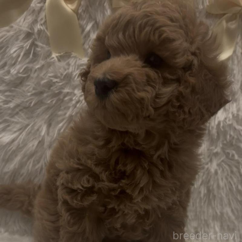 販売中の奈良県のトイプードル-443837の4枚目