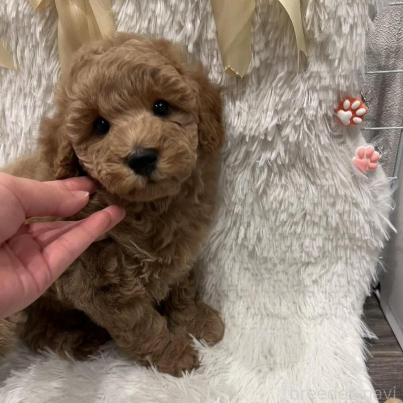 販売中の奈良県のトイプードル-443837の3枚目