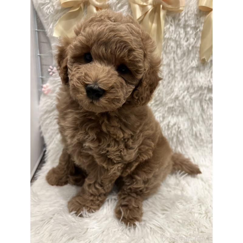 販売中の奈良県のトイプードル-443837の2枚目