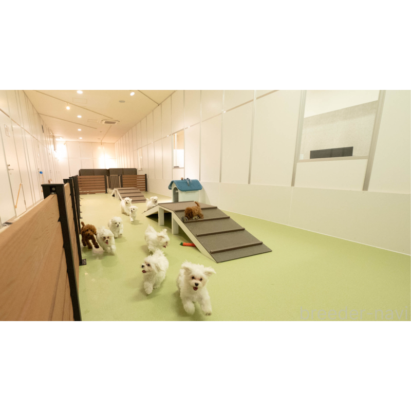 販売中の埼玉県のミックス犬-443843の2枚目