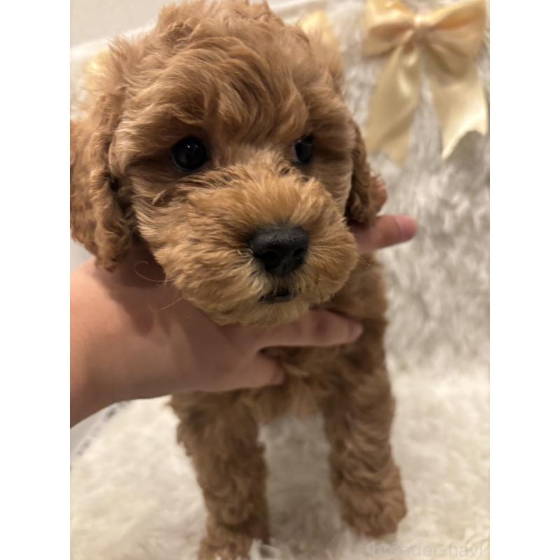 販売中の奈良県のトイプードル-443841の7枚目