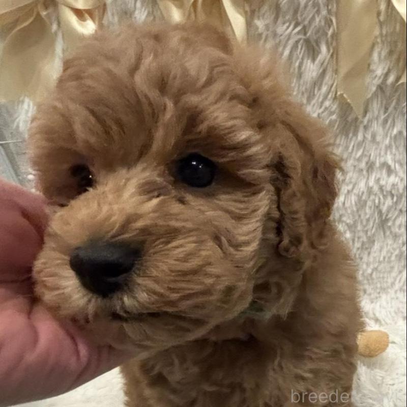 販売中の奈良県のトイプードル-443841の4枚目