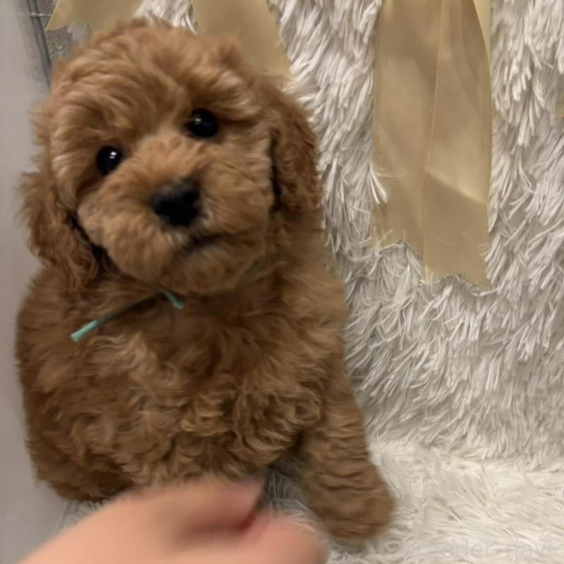 販売中の奈良県のトイプードル-443841の2枚目