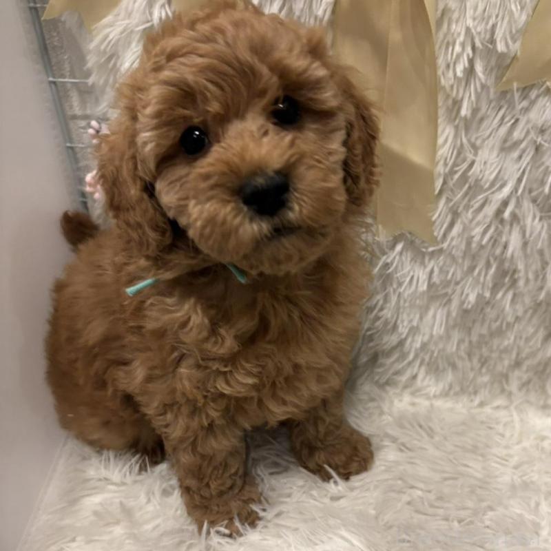 販売中の奈良県のトイプードル-443841の1枚目