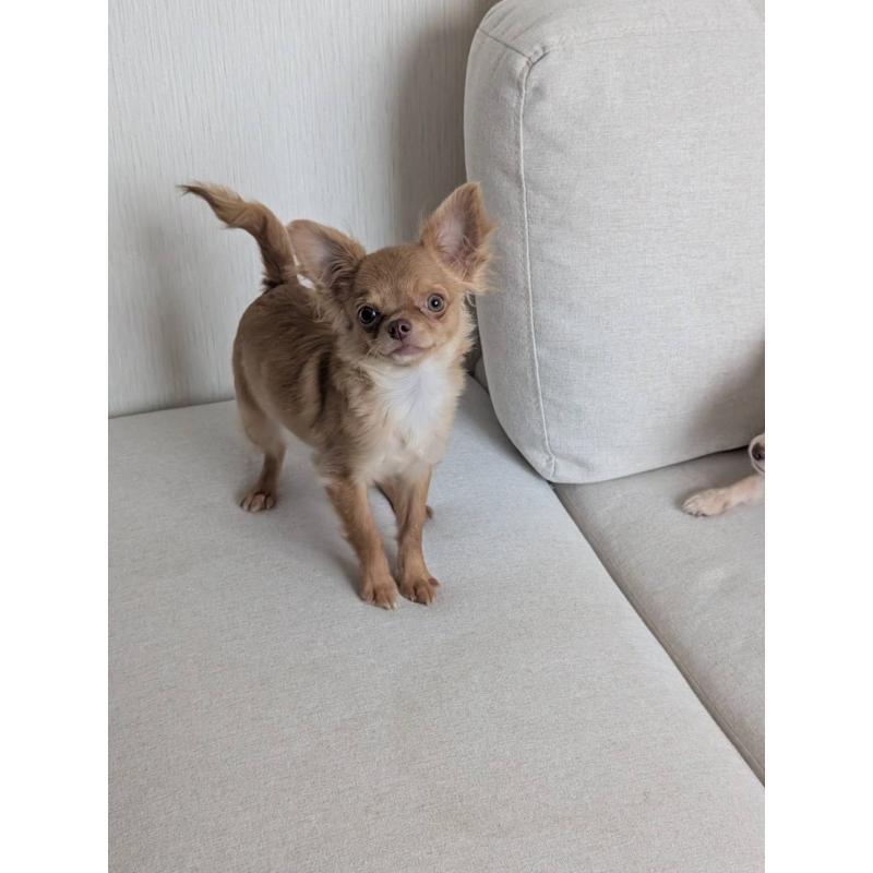 販売中の北海道のチワワ(ロングコート)-443842の8枚目