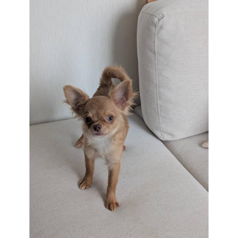 販売中の北海道のチワワ(ロングコート)-443842の6枚目