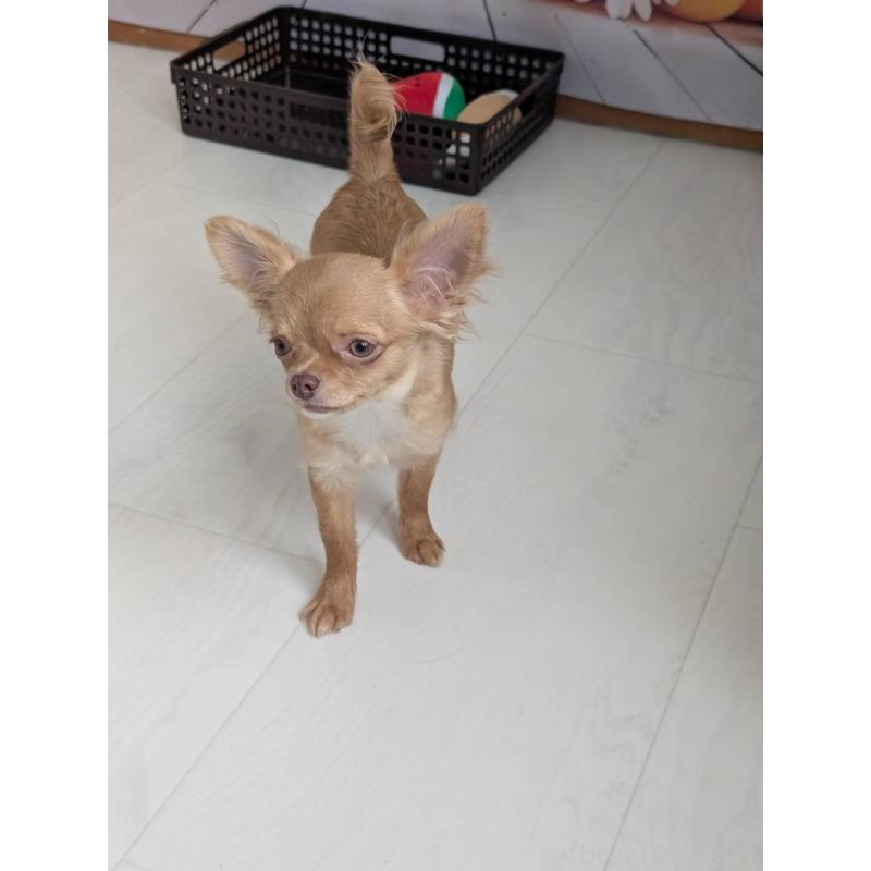 販売中の北海道のチワワ(ロングコート)-443842の5枚目