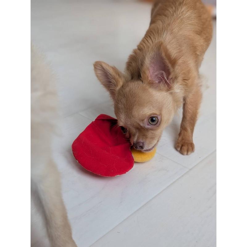 販売中の北海道のチワワ(ロングコート)-443842の2枚目