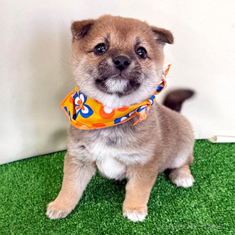 販売中の神奈川県の豆柴-442926