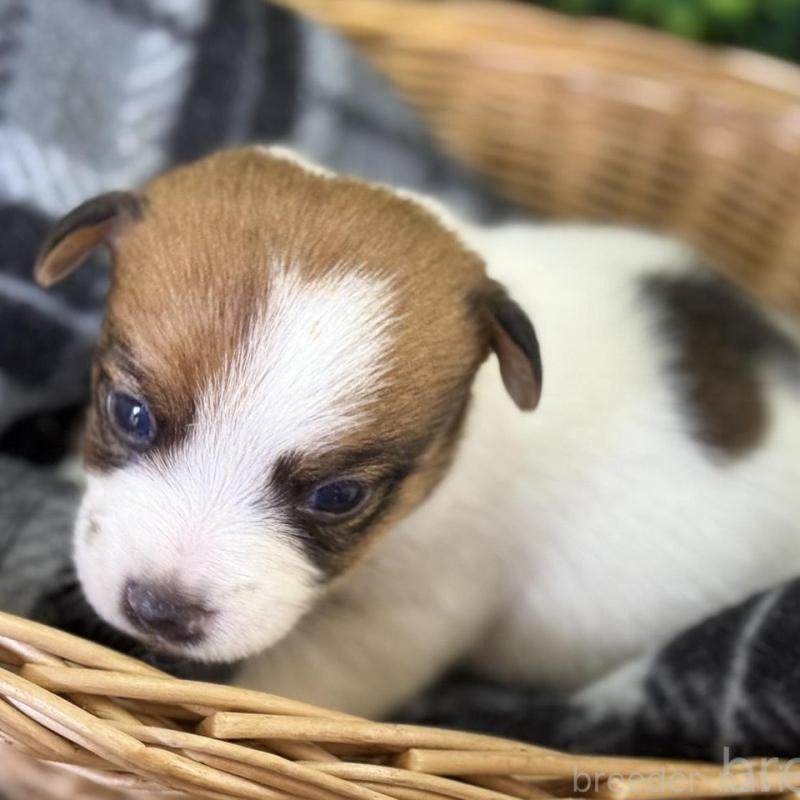 販売中の愛知県のジャックラッセルテリア-443844の6枚目