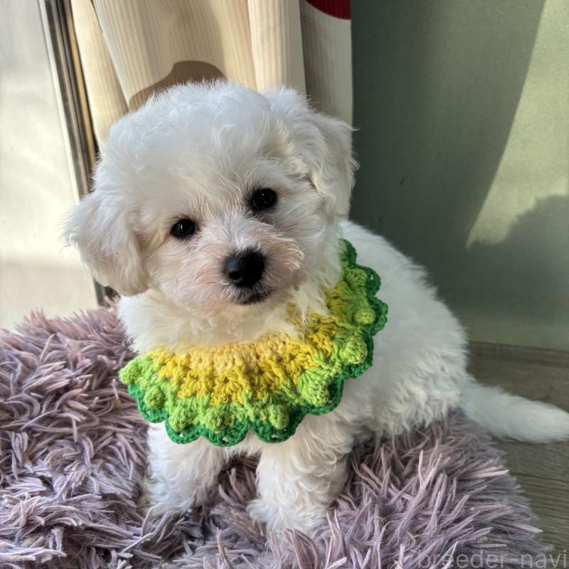 販売中の三重県のビションフリーゼ-440202の12枚目