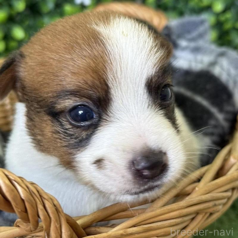 販売中の愛知県のジャックラッセルテリア-443844の5枚目