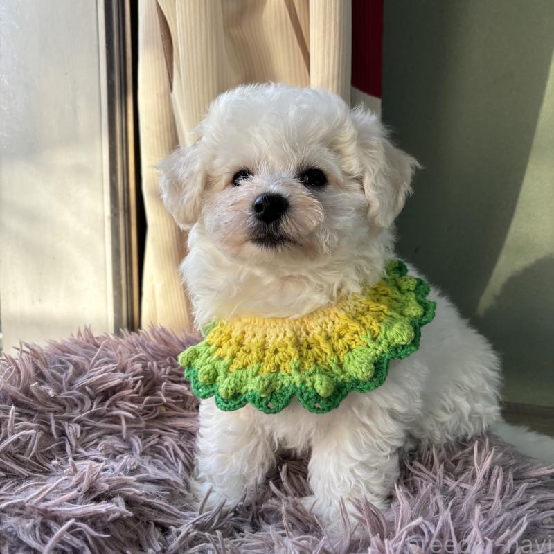 販売中の三重県のビションフリーゼ-440202の11枚目