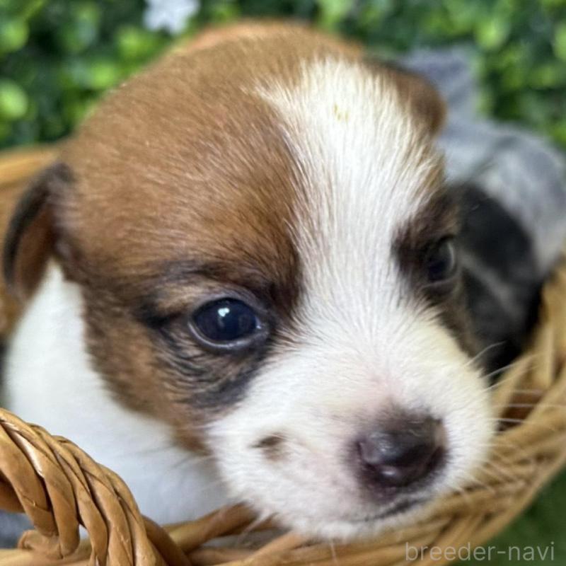 販売中の愛知県のジャックラッセルテリア-443844の4枚目